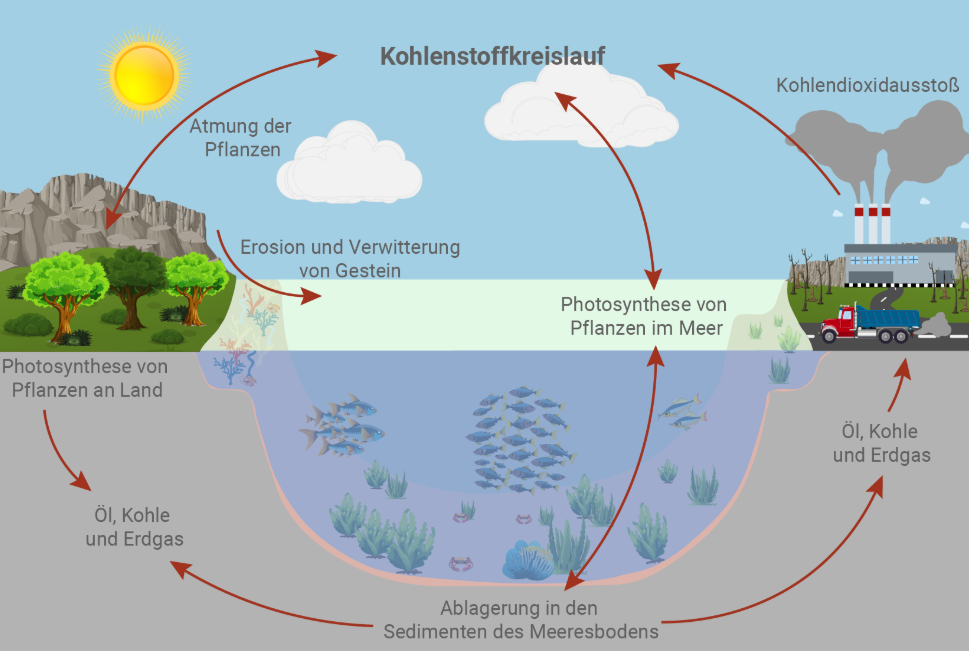 Kohlenstoffkreislauf: Sonne, Bäume, Meer, Sedimente, Fabrik und Pfeile.